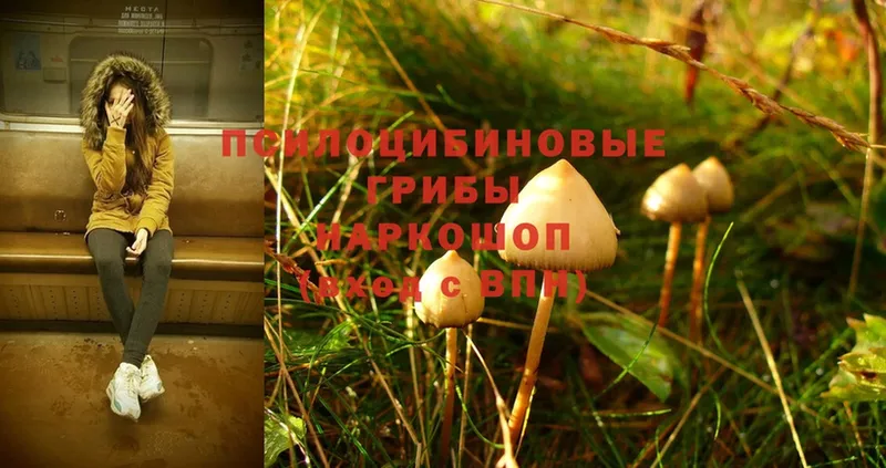 Галлюциногенные грибы Psilocybe  Межгорье 